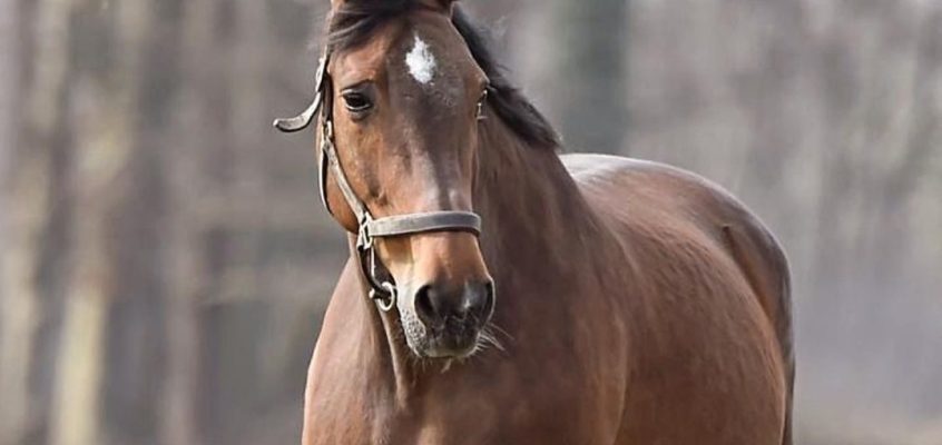 Marcus Ehning trauert um Nolte’s Küchengirl