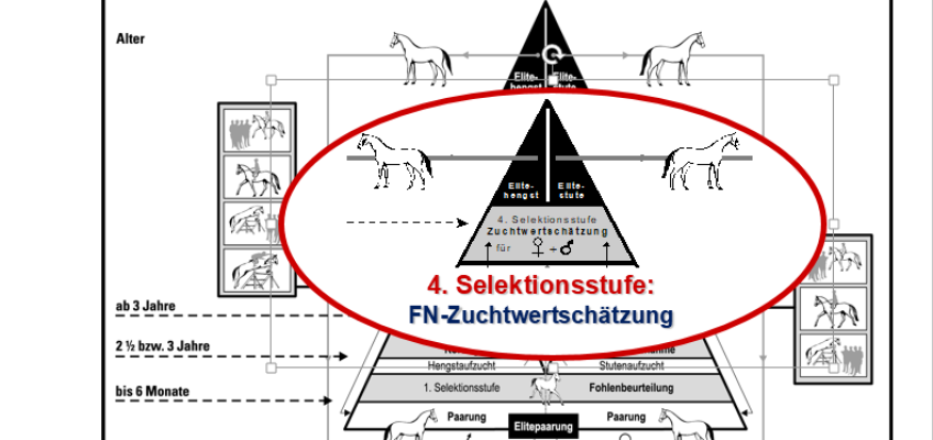 FN-Zuchtwertschätzung: Frankreich, Holstein und Belgien vorn!