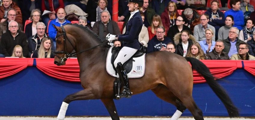 Hengst-Show im Oldenburger Pferdezentrum Vechta