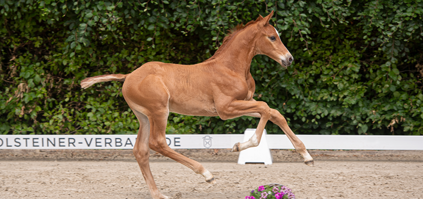 Auktion bei Falsterbo Horse Show mit Holsteiner Spitzenfohlen