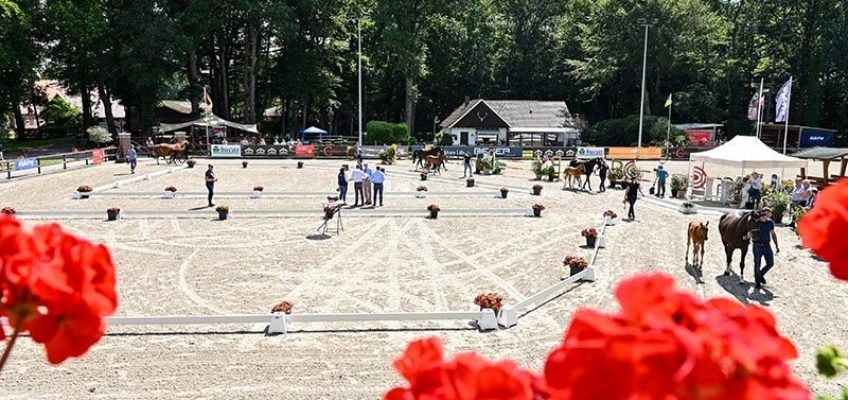 Großes Fohlenchampionat auf dem Zuchthof Klatte in Klein-Roscharden