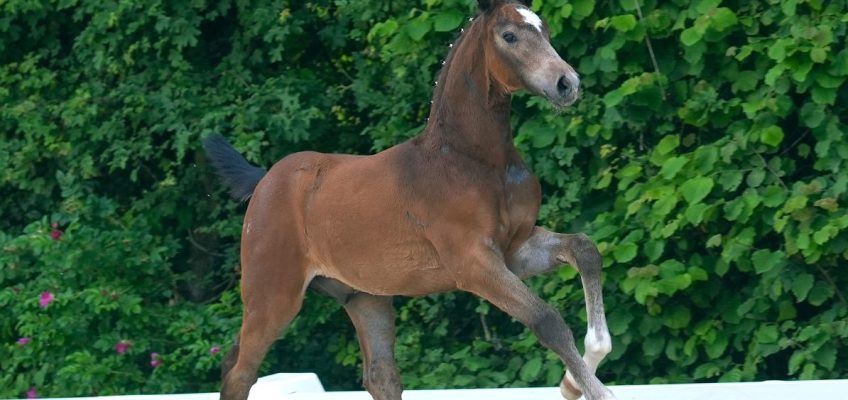 Con Touch RS stellt Preisspitze der Springfohlen bei den Westfalen