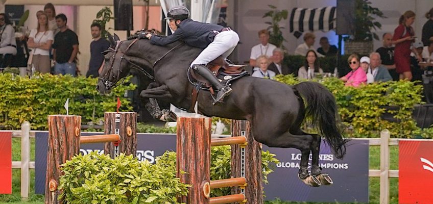 Das Beste vom Besten in der belgischen Zucht: Thibeau Spits’ Siegerhengst von Riesenbeck!