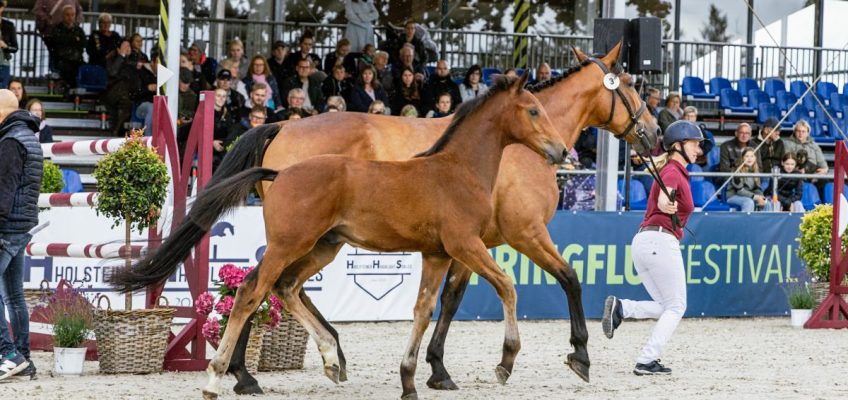 Zwei Standorte, zwei Auktionen: Holsteiner in Falsterbo und Hörup