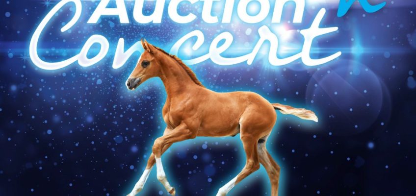 Auction ’n Concert: Holsteiner-Elite Fohlenauktion