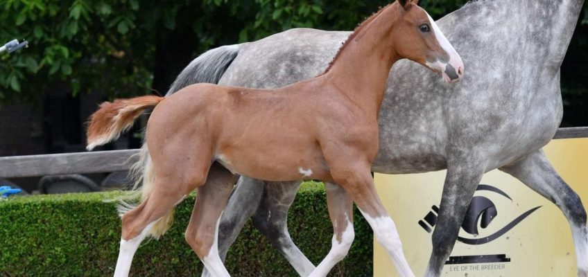 Eye Of The Breeder ist bereit für einen heißen Sommer!