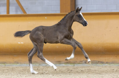 Limburg Foal Auction setzt mit Top-Kollektionen neue Maßstäbe