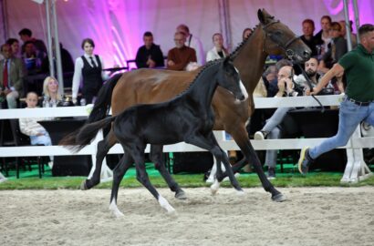 Flanders Foal Auction: 100 % sales and € 78,000 for three-quarter brother of Clooney 51