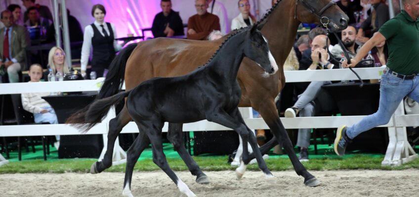 Flanders Foal Auction: 100 % sales and € 78,000 for three-quarter brother of Clooney 51