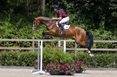 Dutch Sport Horse Sales feiert 20-jähriges Auktionsjubiläum mit Gala-Kollektion