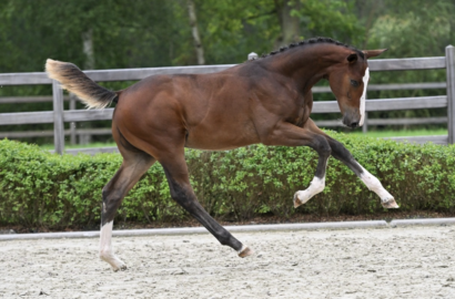 Fohlen von Pieter Devos‘ Candy, Bruder von Dubai du Cedre … Grenzenloses Potenzial bei Equestrian-Auctions.com!