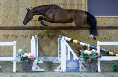 Exklusive Springpferde bei Horse Auction Belgium im Sentower Park am 16. November!