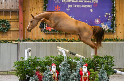 Embryos of HH Azur, Lightningthina van ‘t Ruytershof and exceptional young jumpers at Equestrian-Auctions