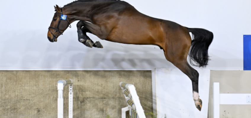 Today, 20h00: Zangersheide Stallion Auction at Sentower Park